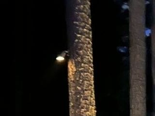 Tree moonlight fixture mounted high on a pine trunk, glowing at dusk in Wake County
